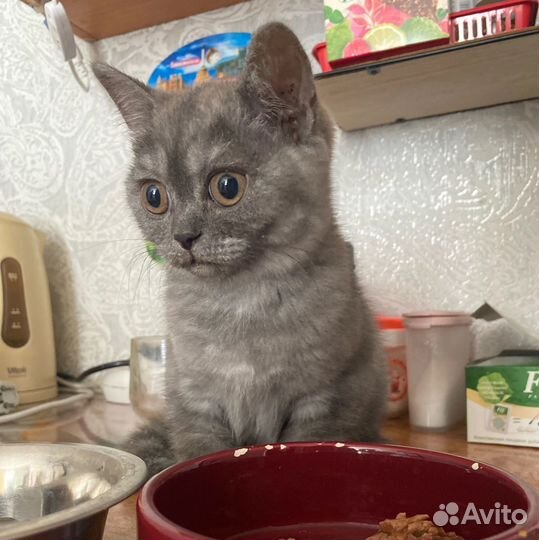 Кошка в дар бесплатно