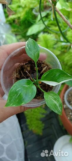 Комнатные растения 2ч