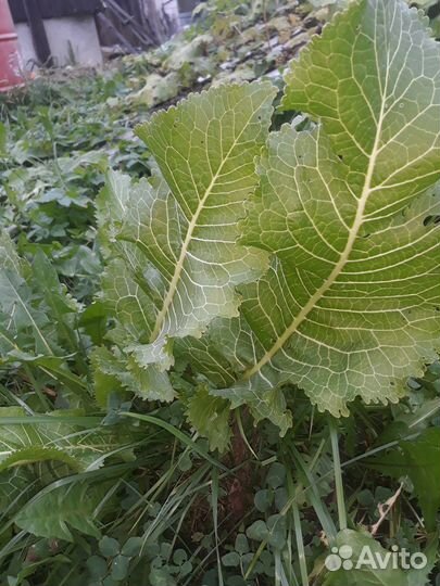 Хрен слаще редьки