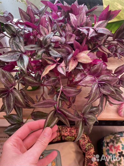 Традесканция тайская