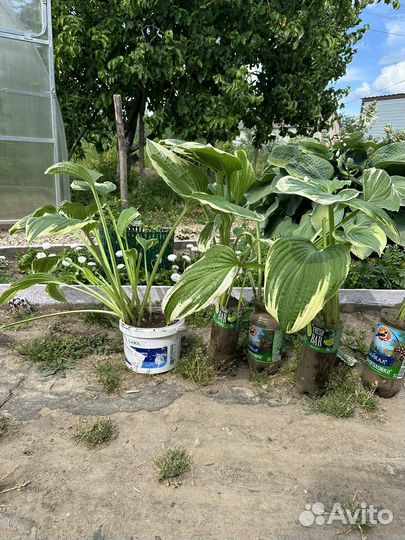 Продам хосты