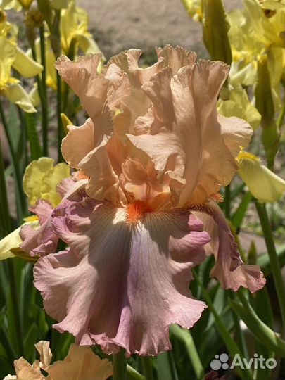 Ирис бородатый