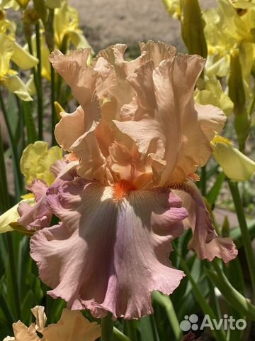 Ирис бородатый