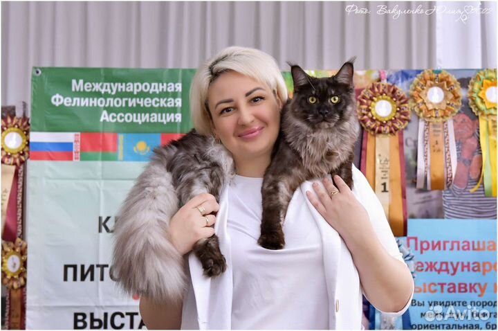 Консультации эксперта-фелинолога онлайн