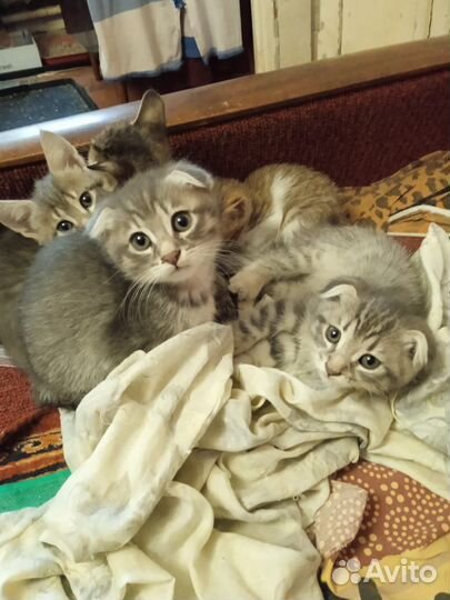 Котята в дар