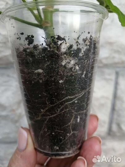 Пеларгония герань