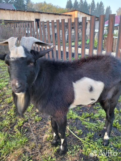 Козел.английской породы козы нубийские