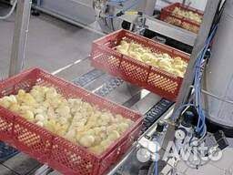 Суточная птица