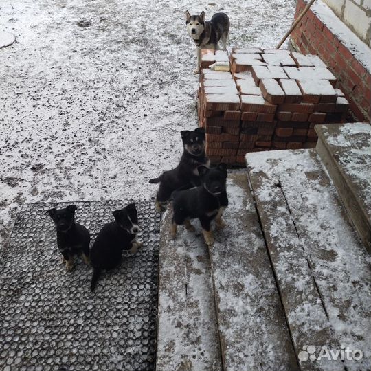 Отдам щенят бесплатно в добрые руки