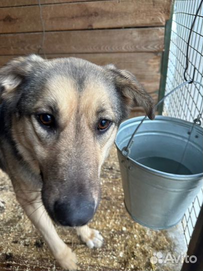 Собаке очень нужна семья