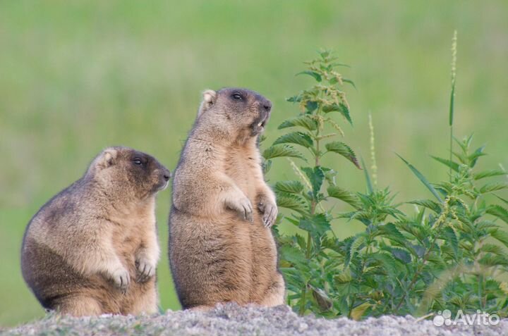 Жир Сурковый натуральный у охотника 2023 года