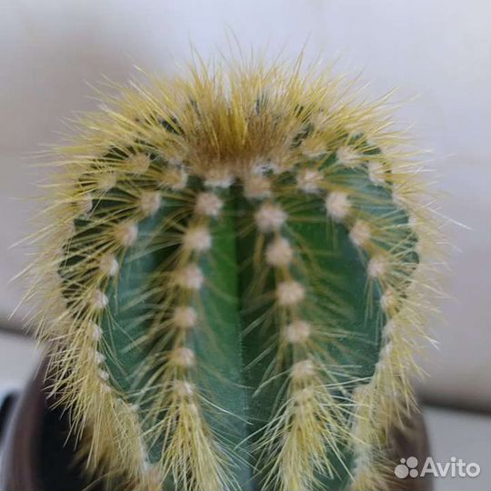 Кактус с горшком