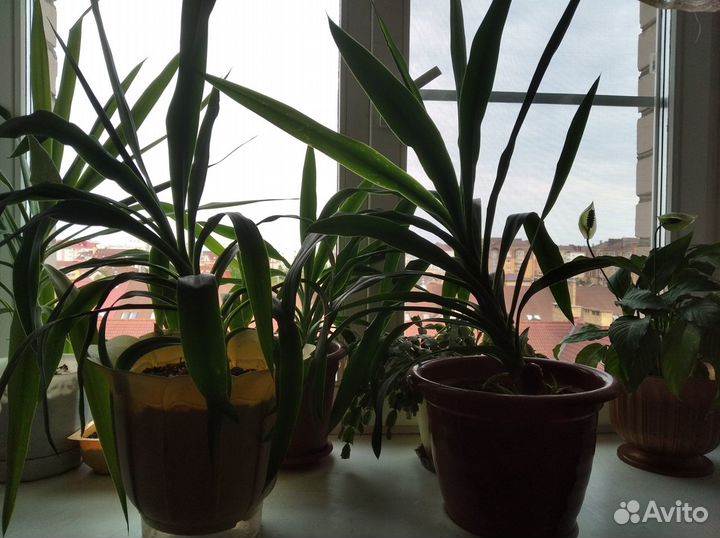 Пальма юкка