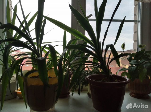 Пальма юкка