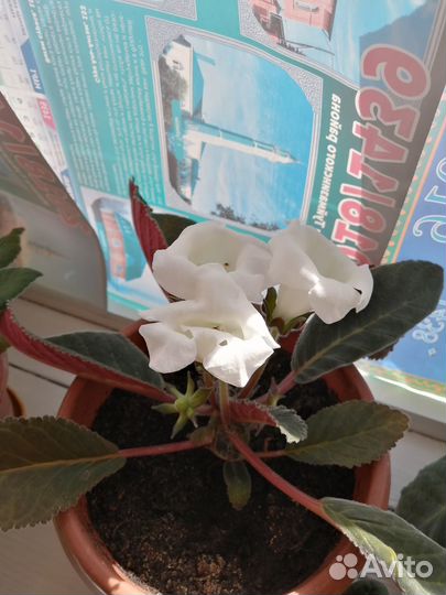 Комнатные цветы