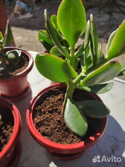 Толстянка(денежное дерево)