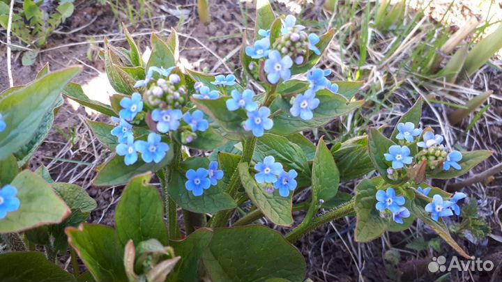 Незабудка голубая, многолетник