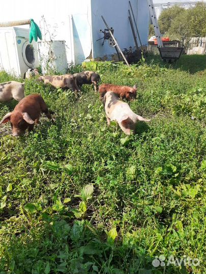 Поросята ландрас дюрок