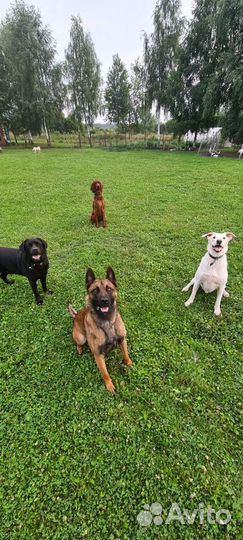 Гостиница для животных