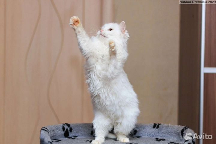 Кошка белая