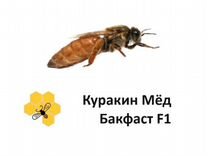 Пчеломатки плодные Бакфаст F1