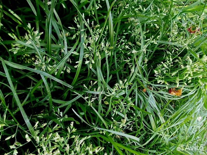 Семена овсяницы луговой