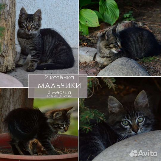 Мальчишки пестрые