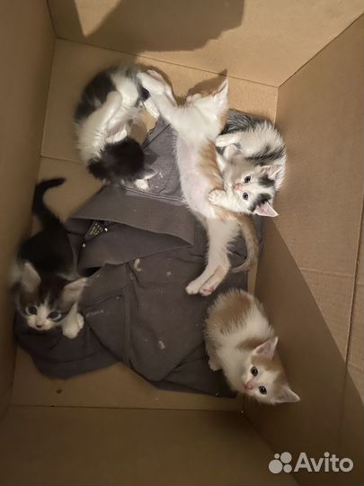 Котята в добрые руки