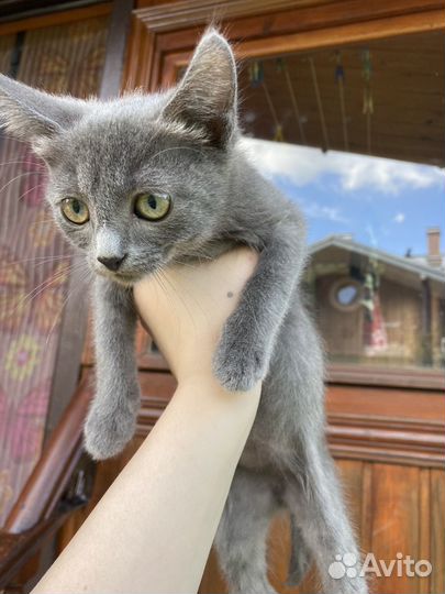 Русская голубая