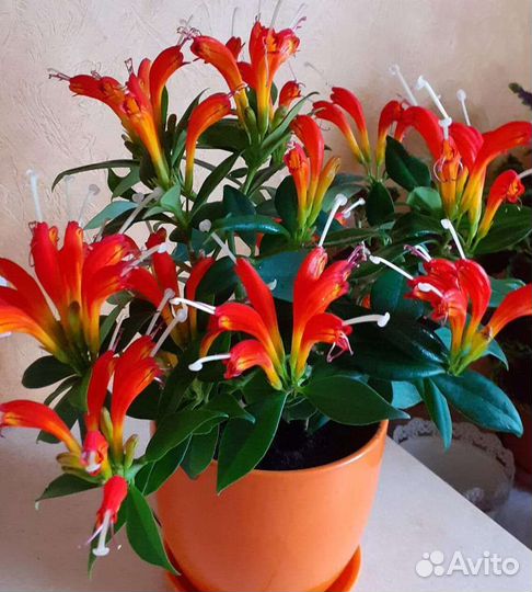 Эсхинантус жар- птица