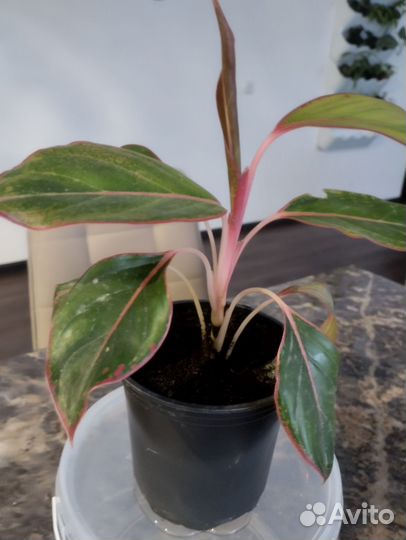 Цветы комнатные