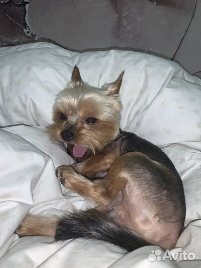 Вязка Йоркширский терьер