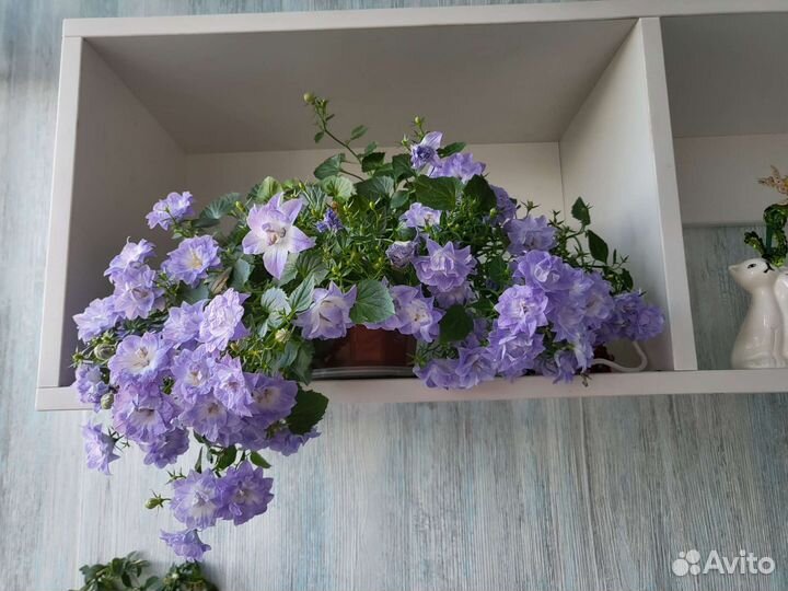 Кампанула Dublin Bicolor