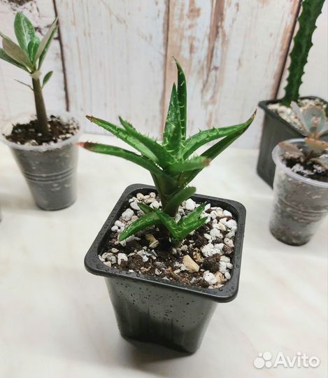 Суккуленты