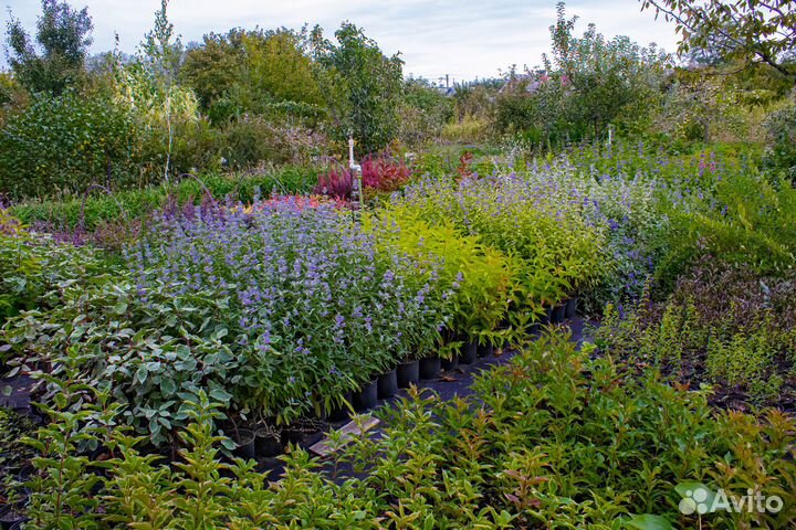 Декоративные растения, хвойные, кустарники, травы