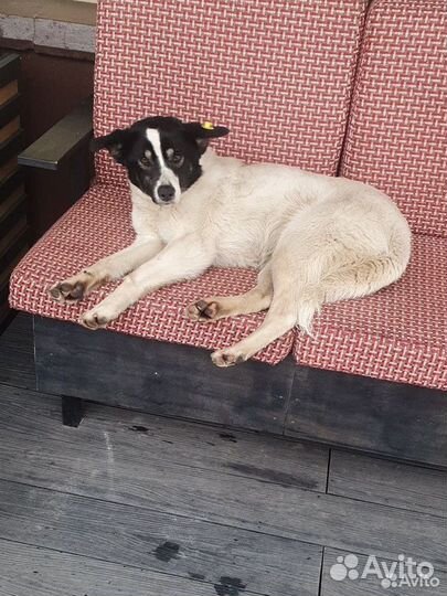 Собака Полина ищет дом