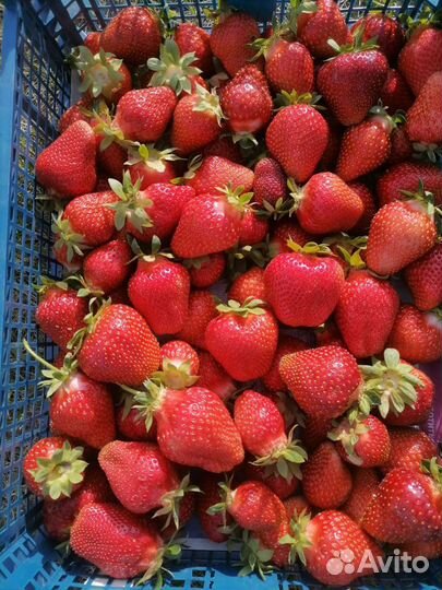 Клубника (Ягода)