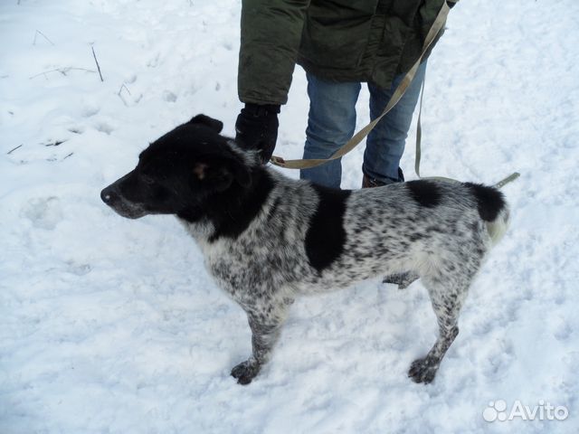 Степан - метис курцхаара из приюта в дар