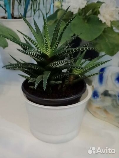 Хавортия полосатая