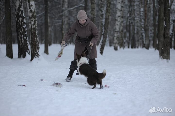 Кинолог, дрессировка собак