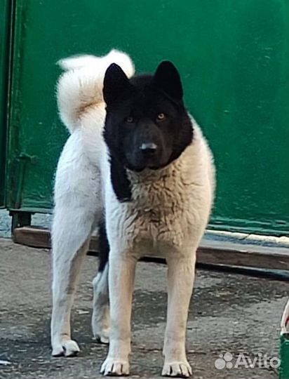 Американская акита