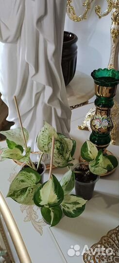 Сциндапсус Хеппи Лиф