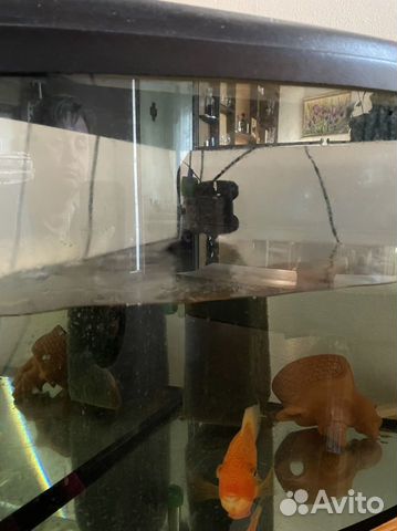 Угловой аквариум со всем содержимымы