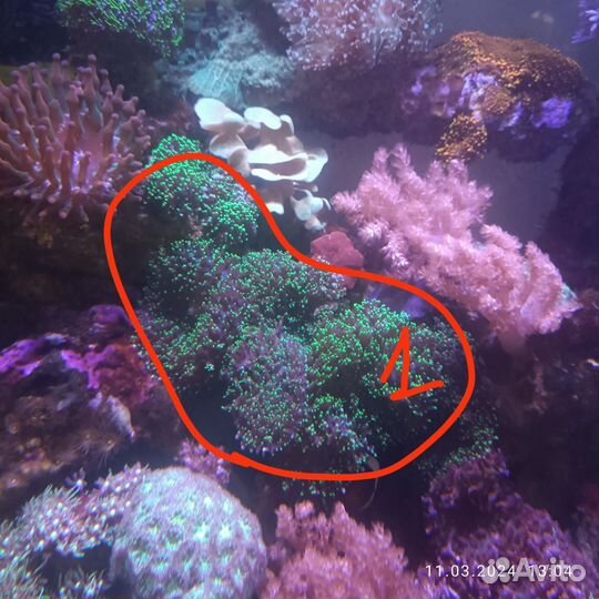 Мягкие кораллы для морского аквариума