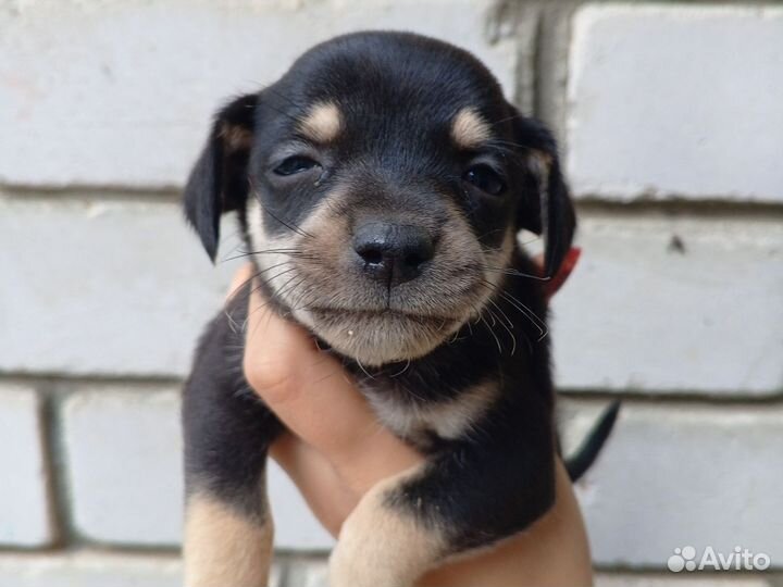 Той-терьер щенки