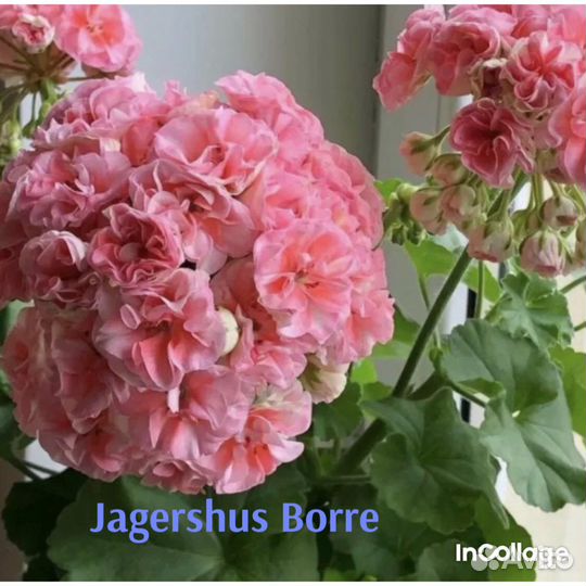 Пеларгония PAC Vica Rosita и др