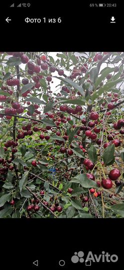 Саженцы вишни