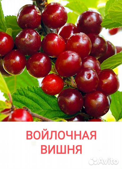 Облепиха, боярышник, ирга, черноплодная рябина