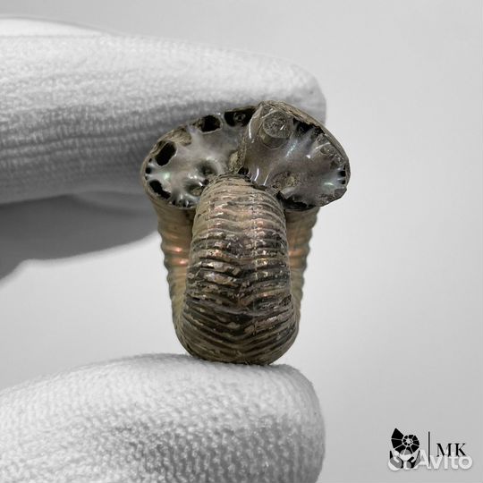 Аммонит Eboraciceras 0632