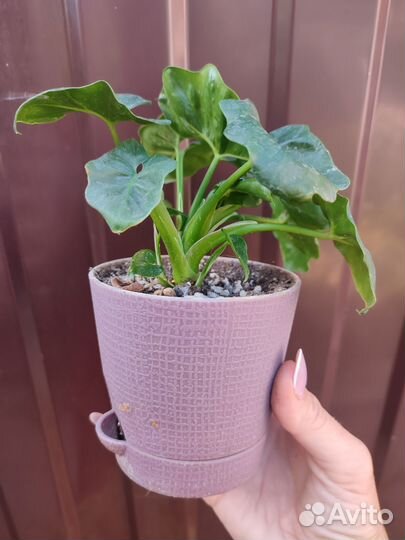 Филодендрон Атом